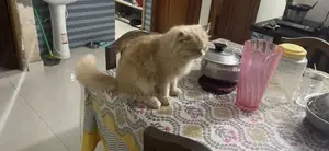 6-12 Months Female Purebred Persian