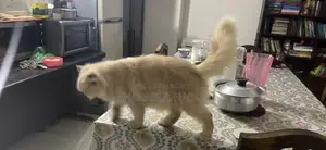 6-12 Months Female Purebred Persian