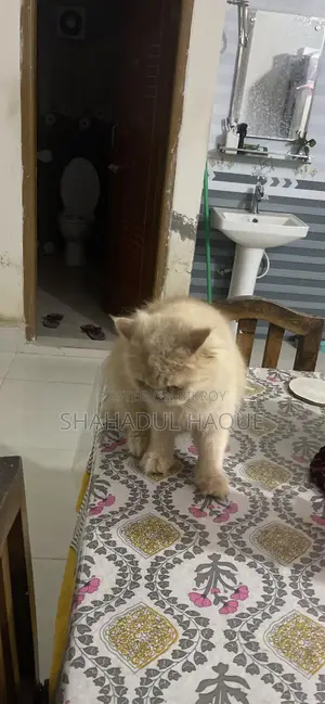 6-12 Months Female Purebred Persian