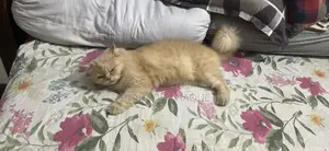 6-12 Months Female Purebred Persian