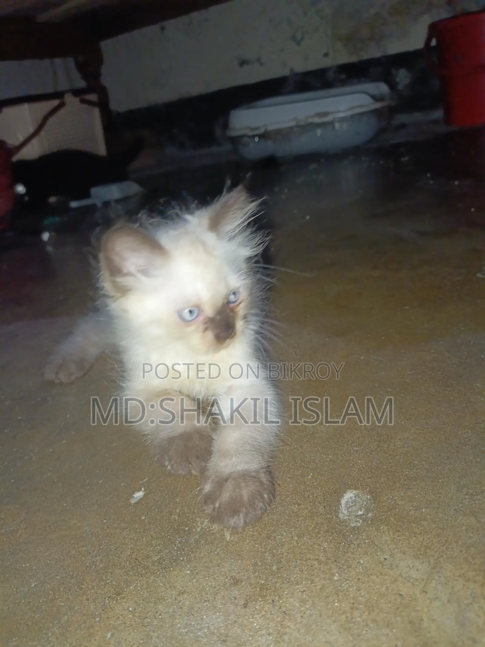 0-1 Month Male Purebred Persian