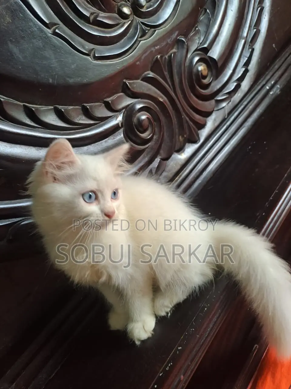 1-3 Months Female Purebred Persian