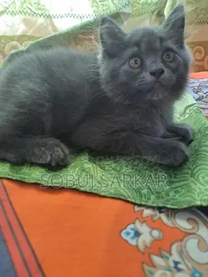 1-3 Months Female Purebred Persian