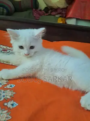 1-3 Months Female Purebred Persian