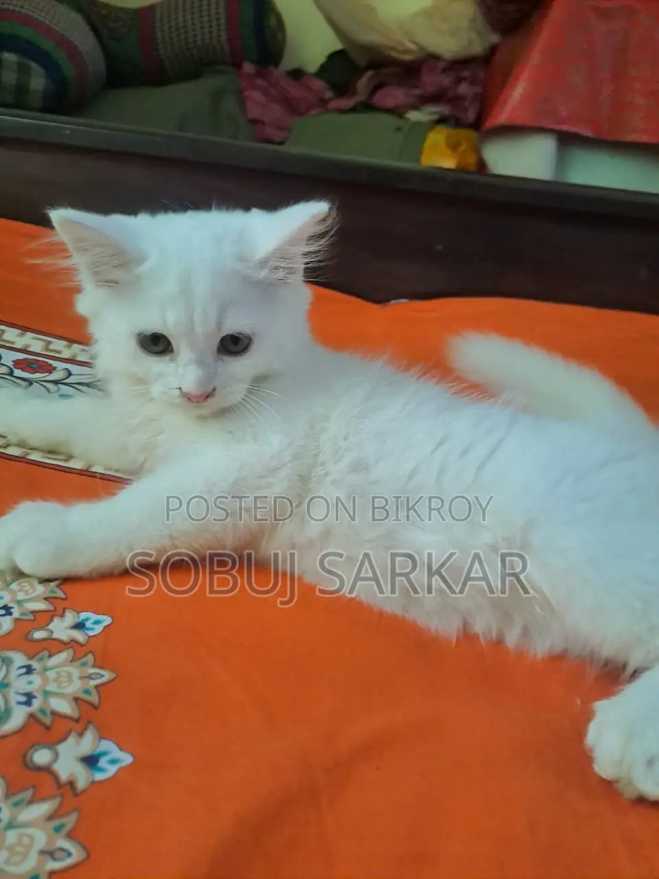 1-3 Months Female Purebred Persian