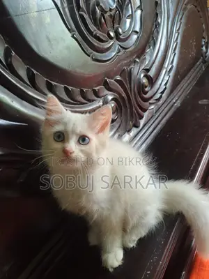 1-3 Months Female Purebred Persian