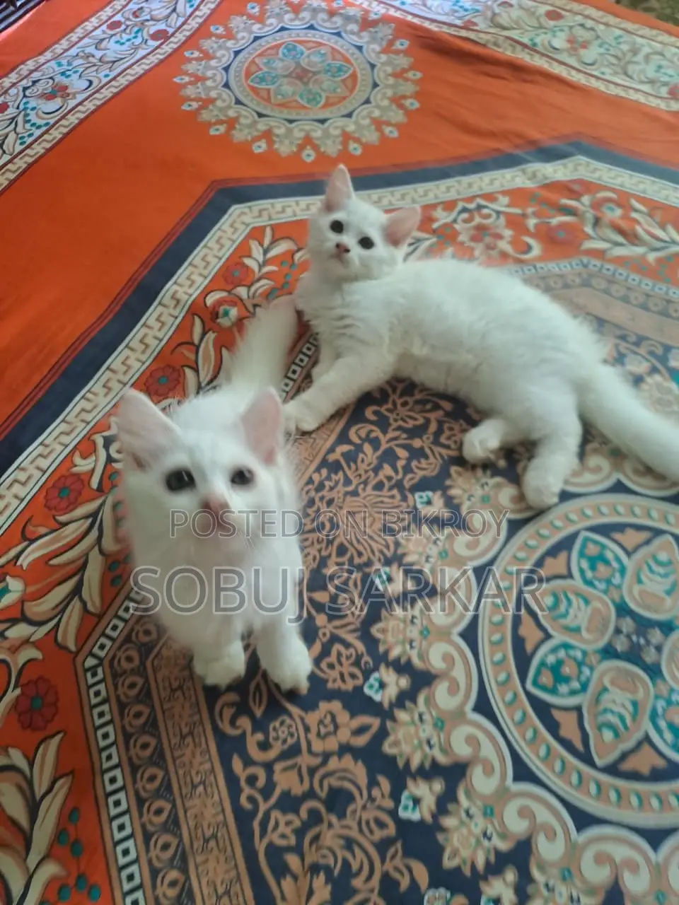 1-3 Months Female Purebred Persian