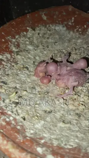 বাজরিগার পাখি ১ জোরা মাস্টার পেয়ার। তিনটি বাচ্চা সহ বিক্রি করা হবে।