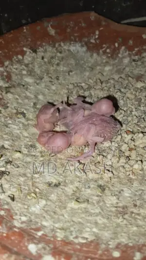বাজরিগার পাখি ১ জোরা মাস্টার পেয়ার। তিনটি বাচ্চা সহ বিক্রি করা হবে।
