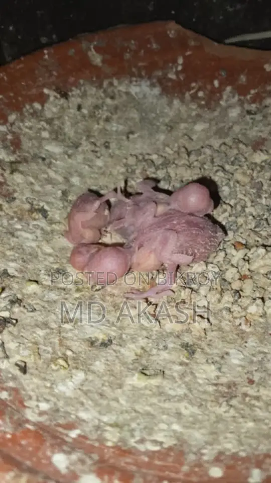 বাজরিগার পাখি ১ জোরা মাস্টার পেয়ার। তিনটি বাচ্চা সহ বিক্রি করা হবে।