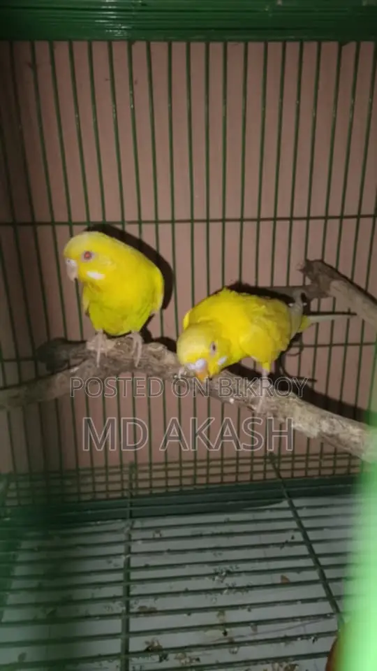 বাজরিগার পাখি ১ জোরা মাস্টার পেয়ার। তিনটি বাচ্চা সহ বিক্রি করা হবে।