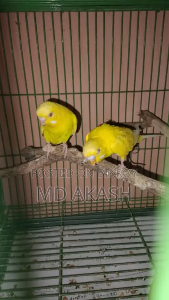 বাজরিগার পাখি ১ জোরা মাস্টার পেয়ার। তিনটি বাচ্চা সহ বিক্রি করা হবে।