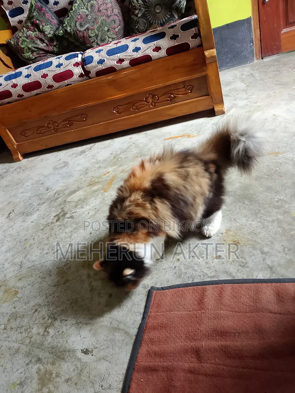 6-12 Months Female Purebred Persian Cat