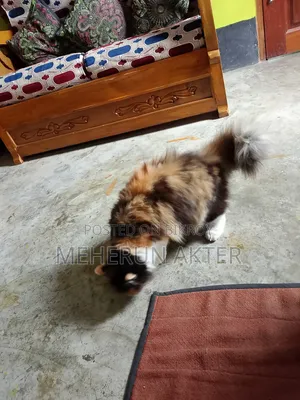 6-12 Months Female Purebred Persian Cat
