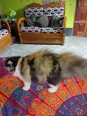 6-12 Months Female Purebred Persian Cat