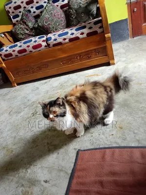 6-12 Months Female Purebred Persian Cat