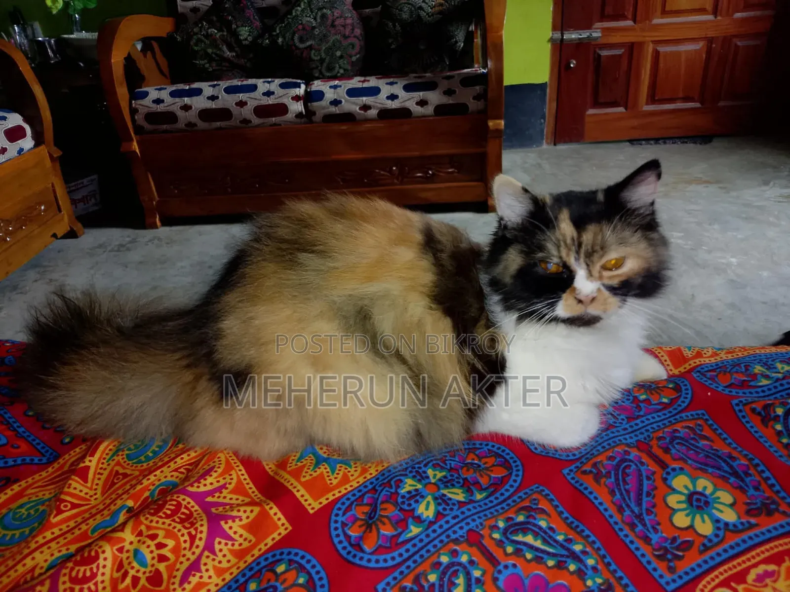 6-12 Months Female Purebred Persian Cat
