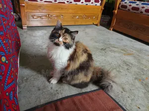 6-12 Months Female Purebred Persian Cat