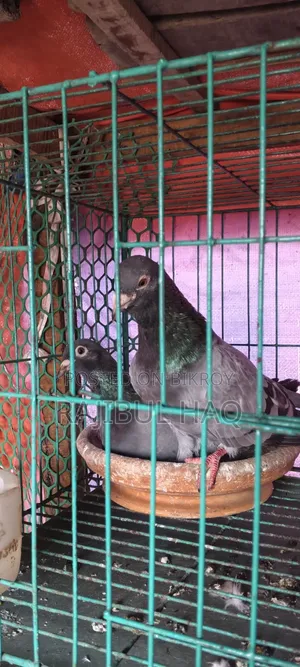 Sabji Racer running pair