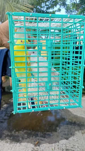 এলবিনো বাজুরিকা পাখি।