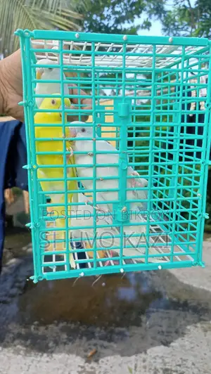 Albino Budgerigar Bird.