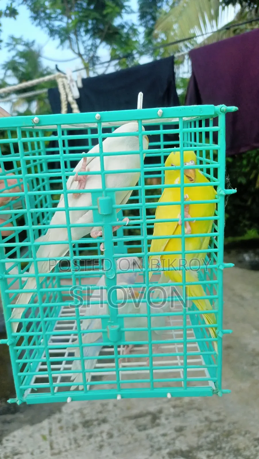 এলবিনো বাজুরিকা পাখি।