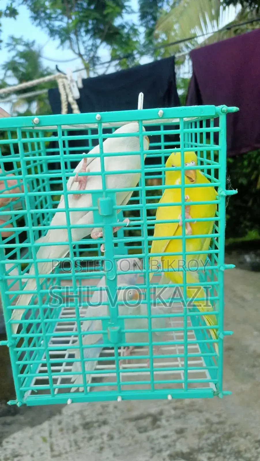 Albino Budgerigar Bird.