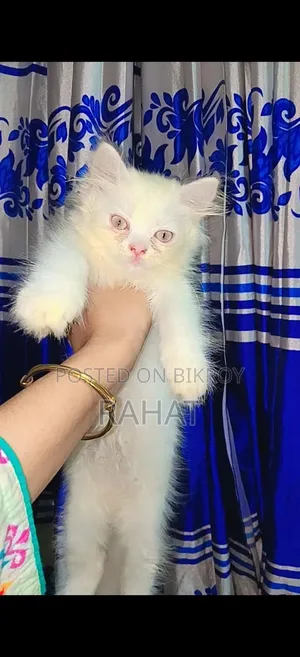 1-3 Months Female Purebred Persian