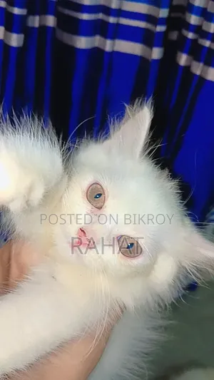 1-3 Months Female Purebred Persian