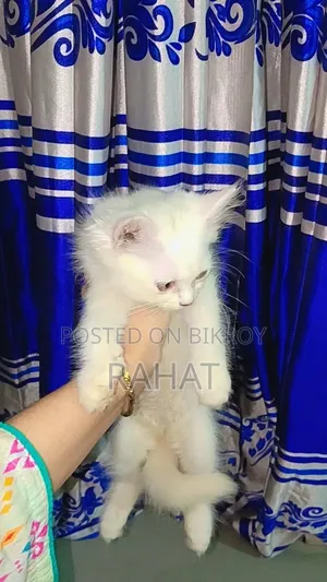1-3 Months Female Purebred Persian