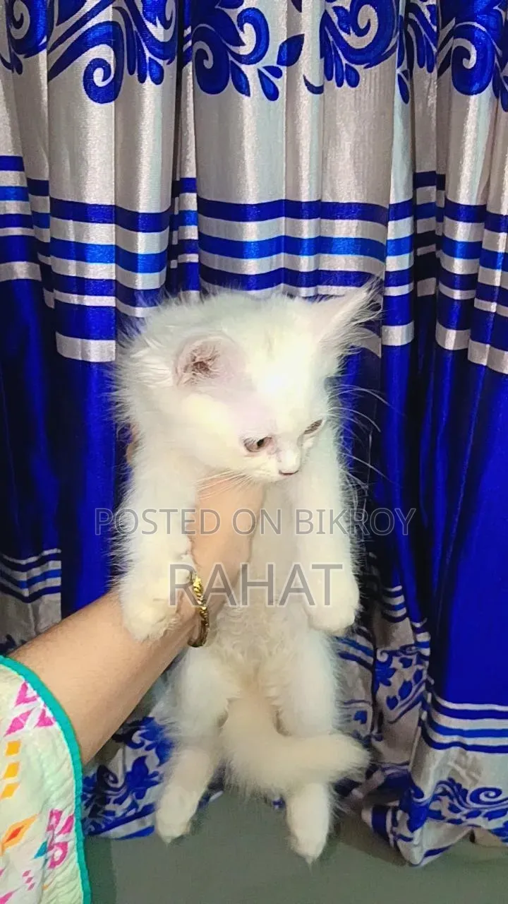1-3 Months Female Purebred Persian
