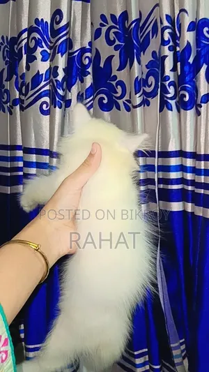 1-3 Months Female Purebred Persian