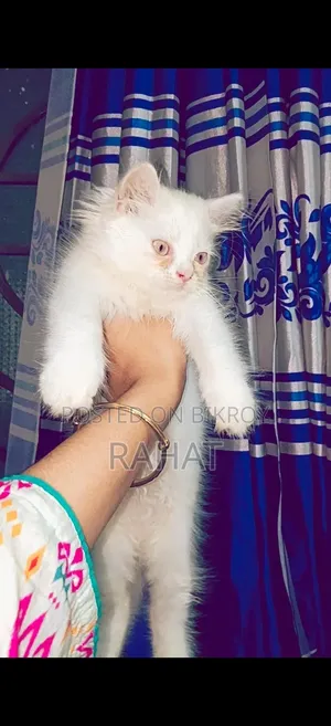 1-3 Months Female Purebred Persian