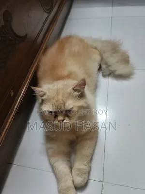 1+ Year Male Purebred Persian Cat