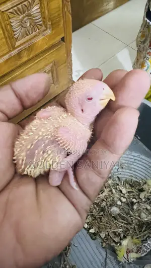 Love Bird Baby .