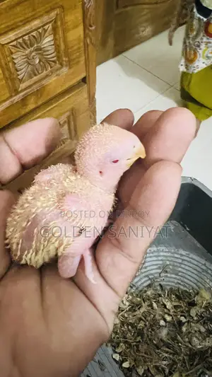Love Bird Baby .