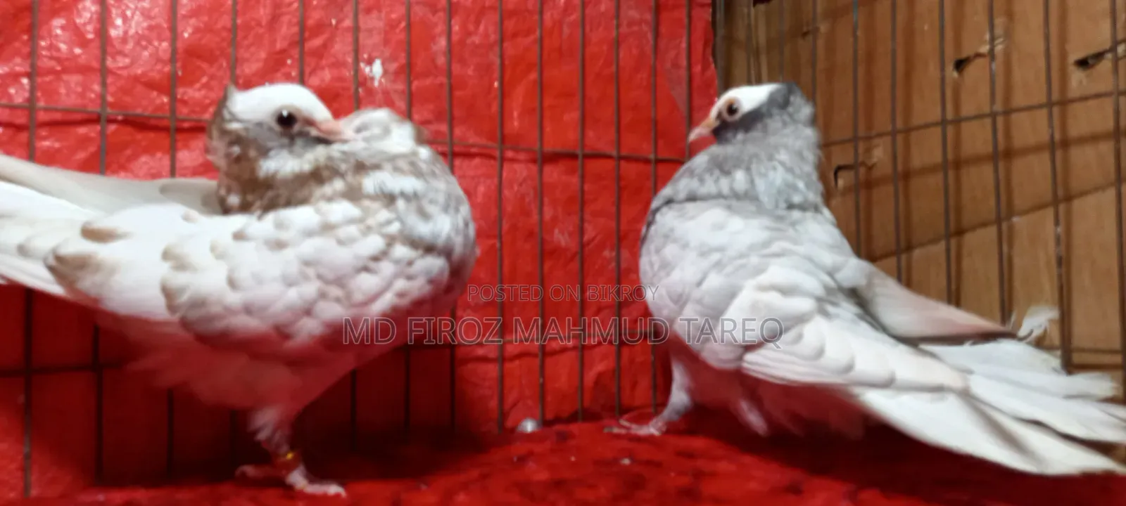 Homogeneous Mukkhi 2 Pair