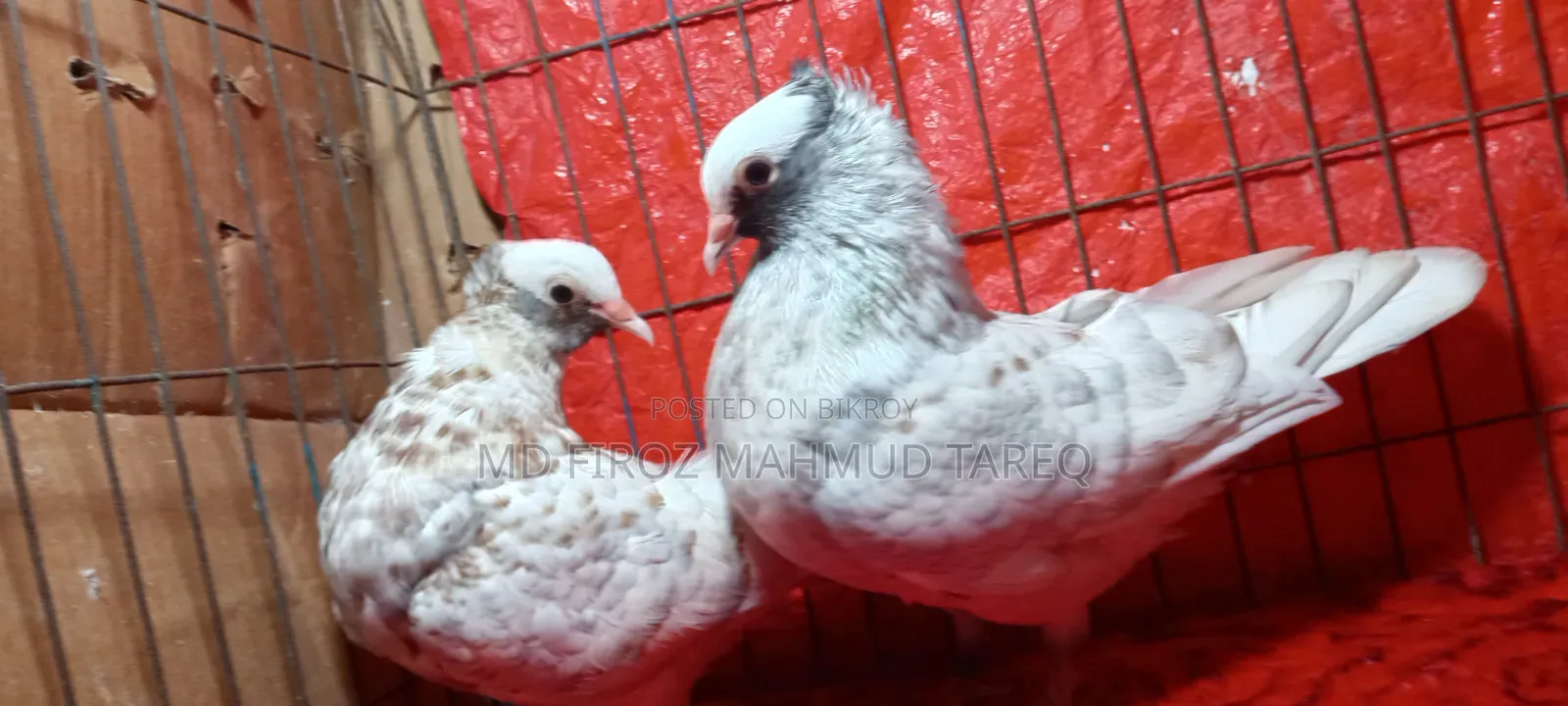 Homogeneous Mukkhi 2 Pair