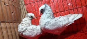 Homogeneous Mukkhi 2 Pair