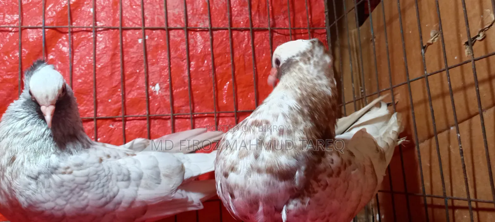 Homogeneous Mukkhi 2 Pair