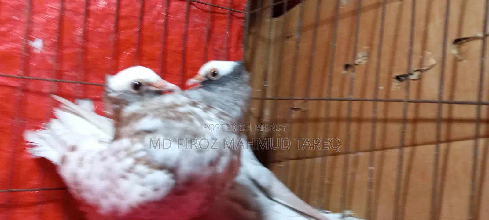 Homogeneous Mukkhi 2 Pair