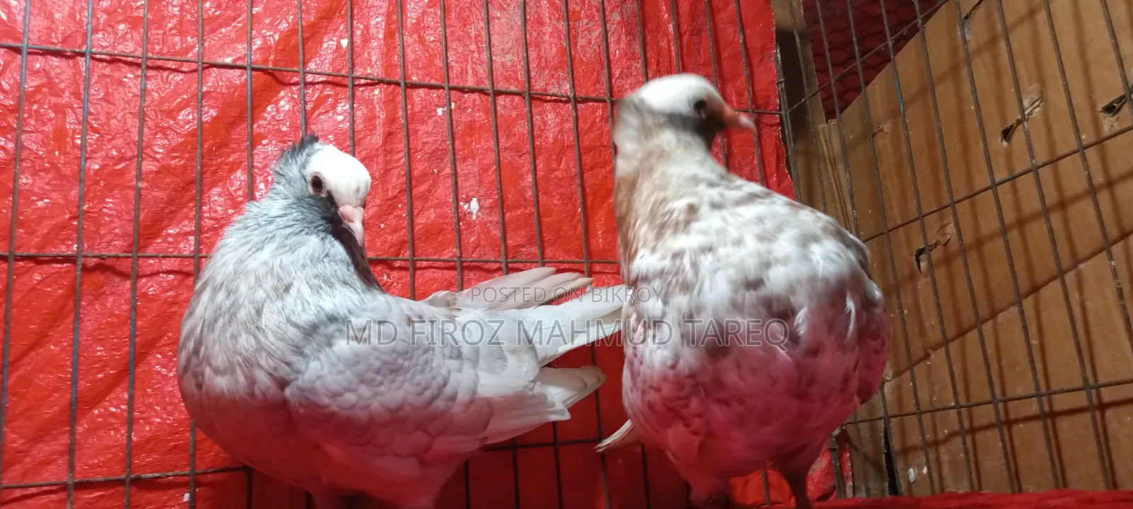 Homogeneous Mukkhi 2 Pair