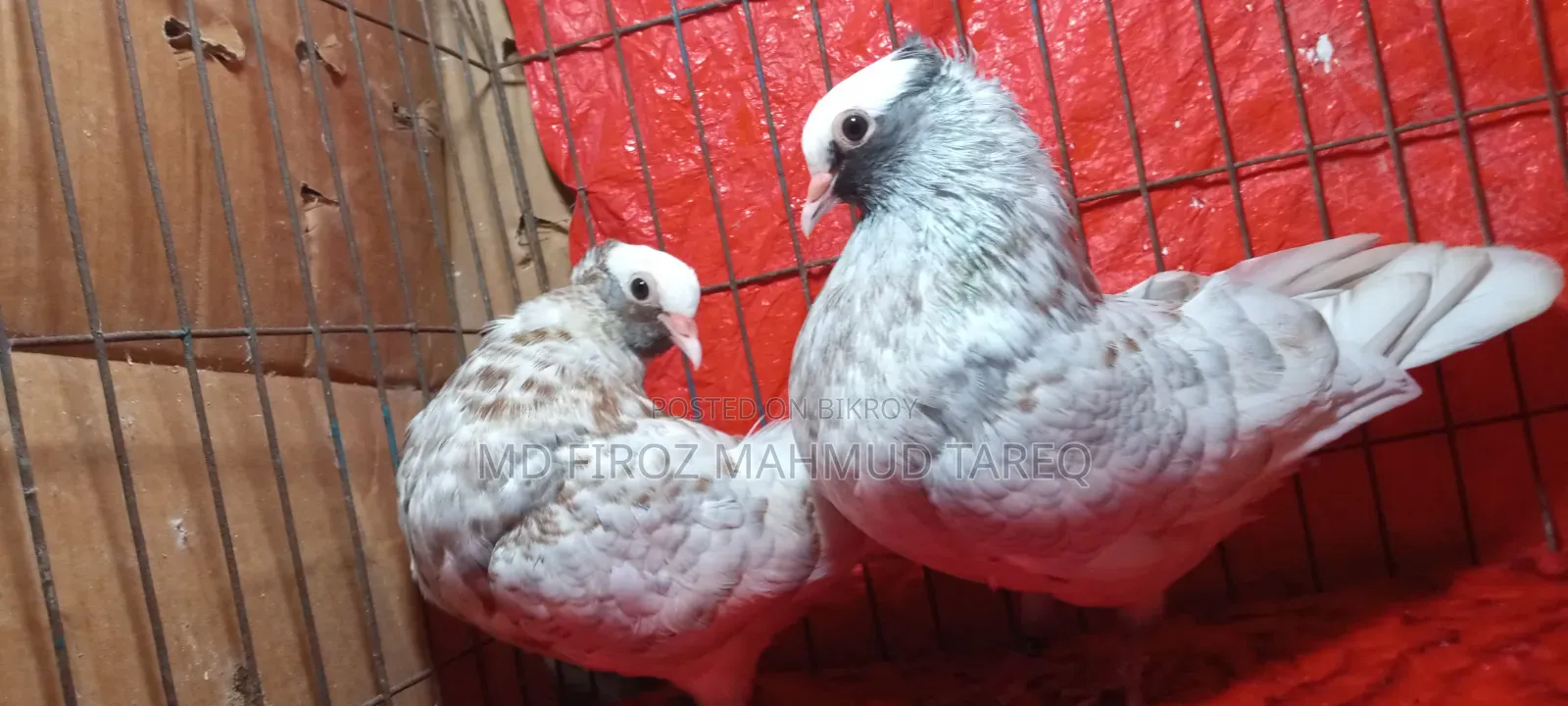 Homogeneous Mukkhi 2 Pair