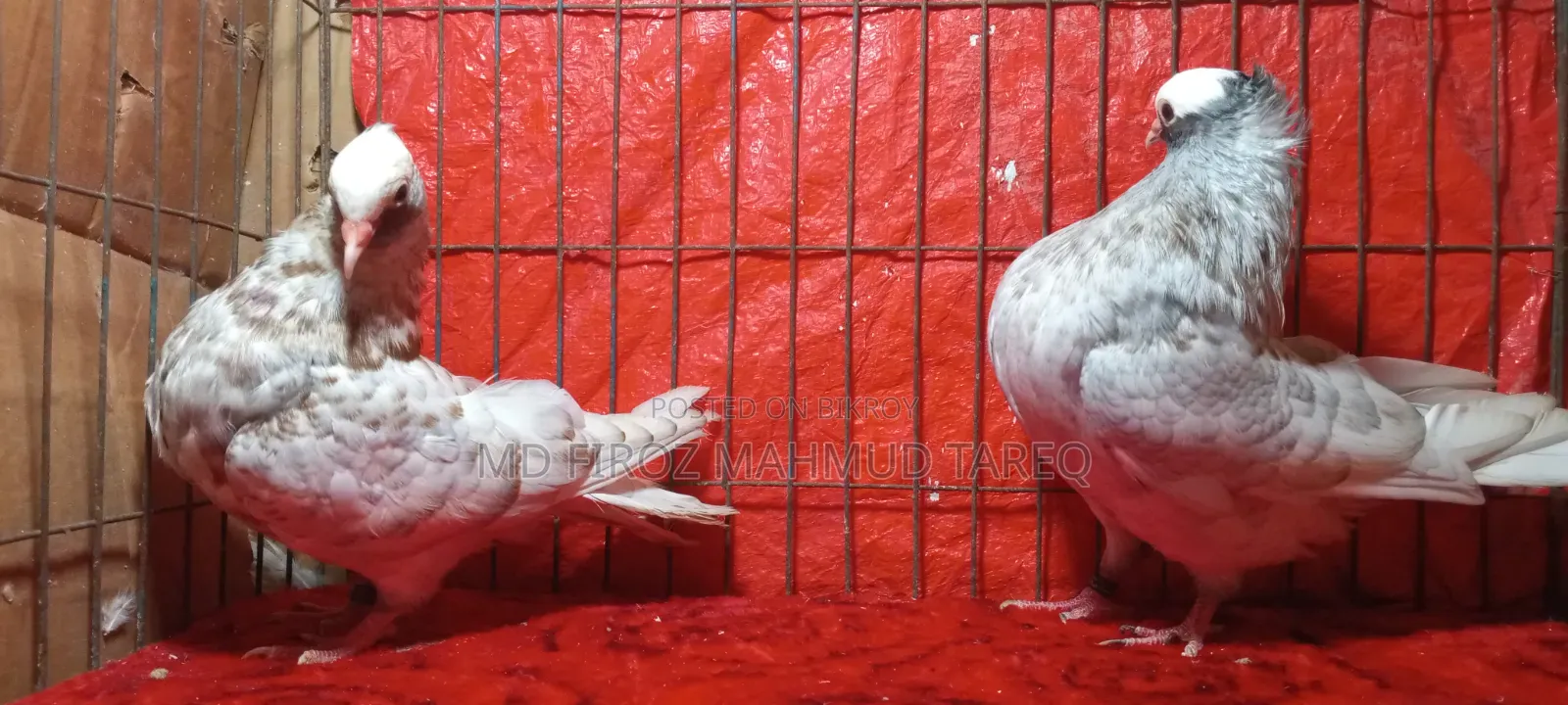 Homogeneous Mukkhi 2 Pair