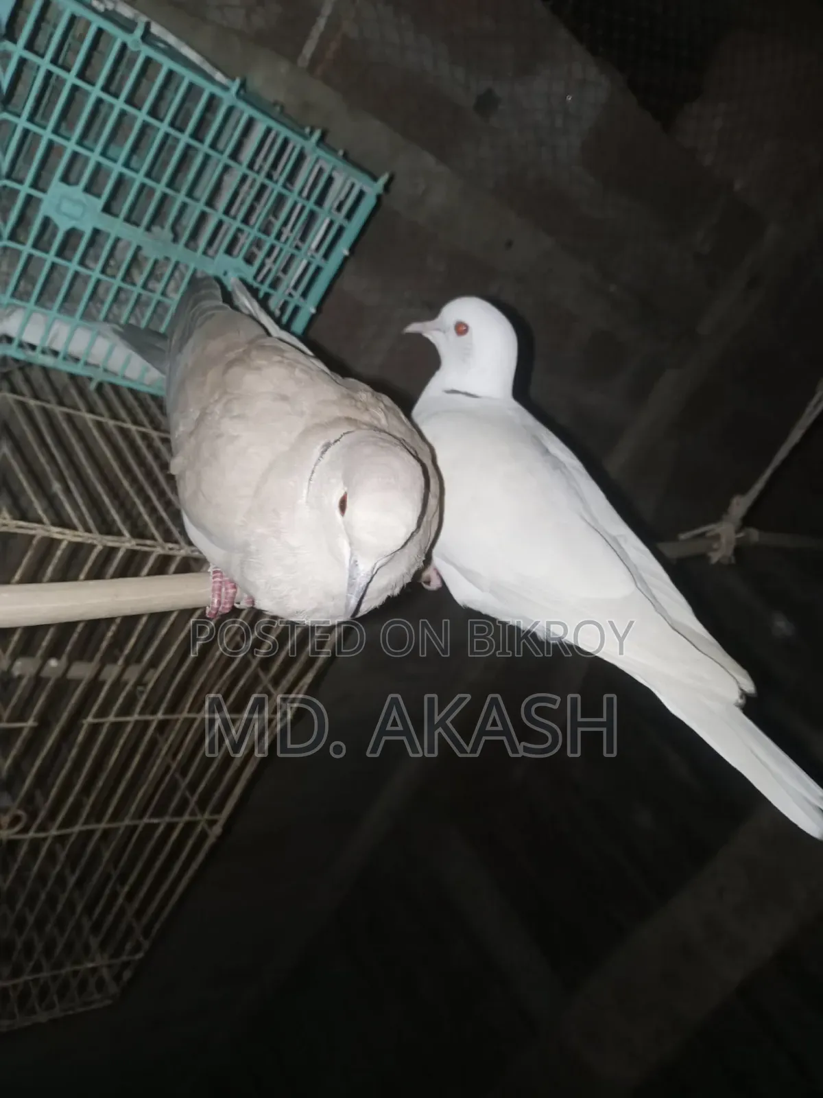 Australian Dove