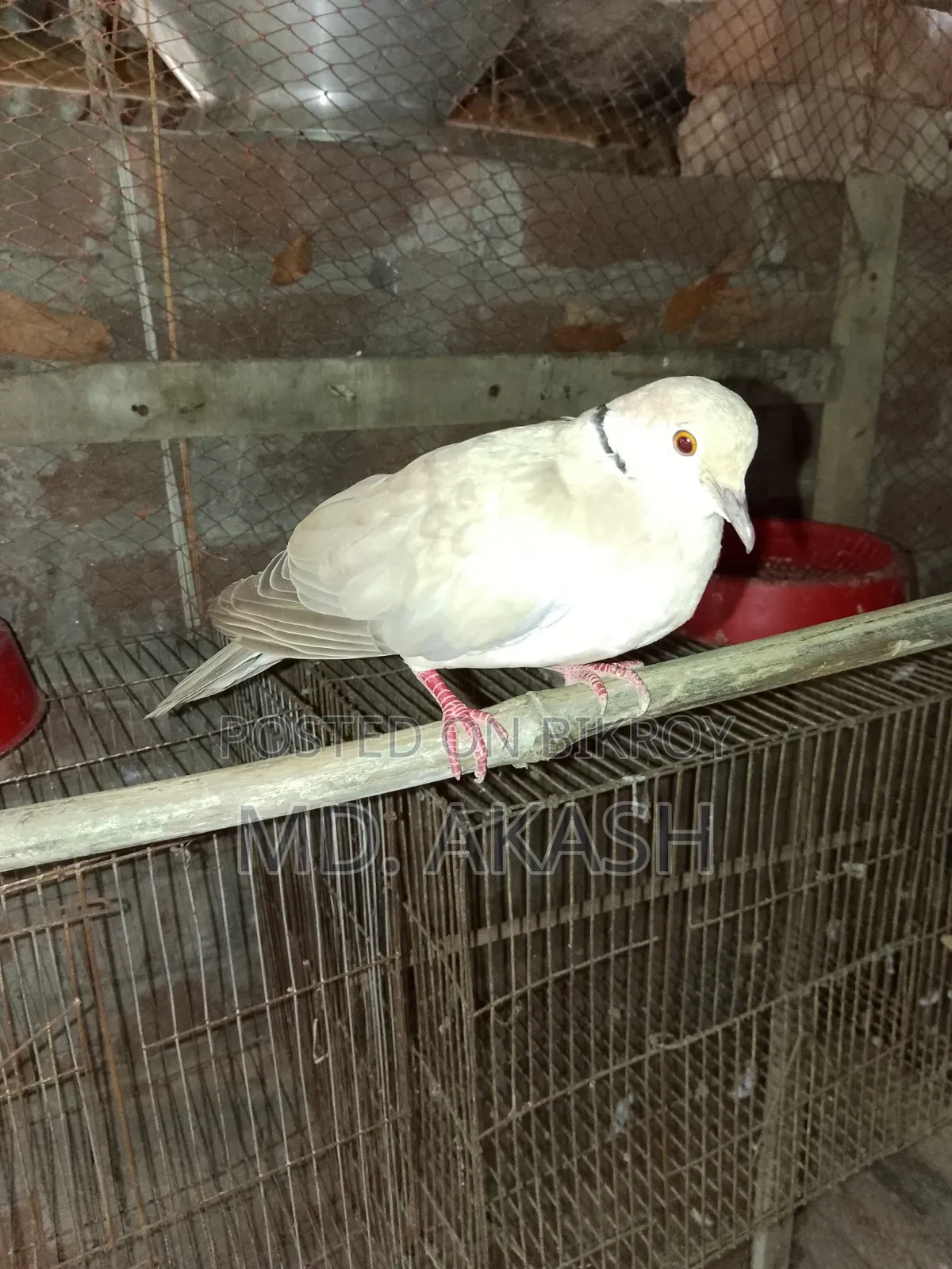Australian Dove