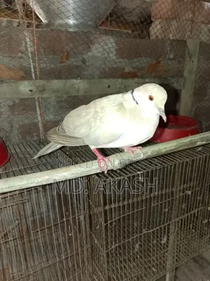 Australian Dove