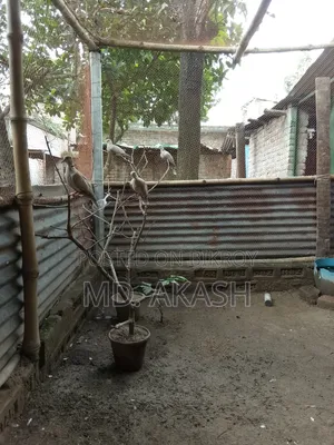 Australian Dove
