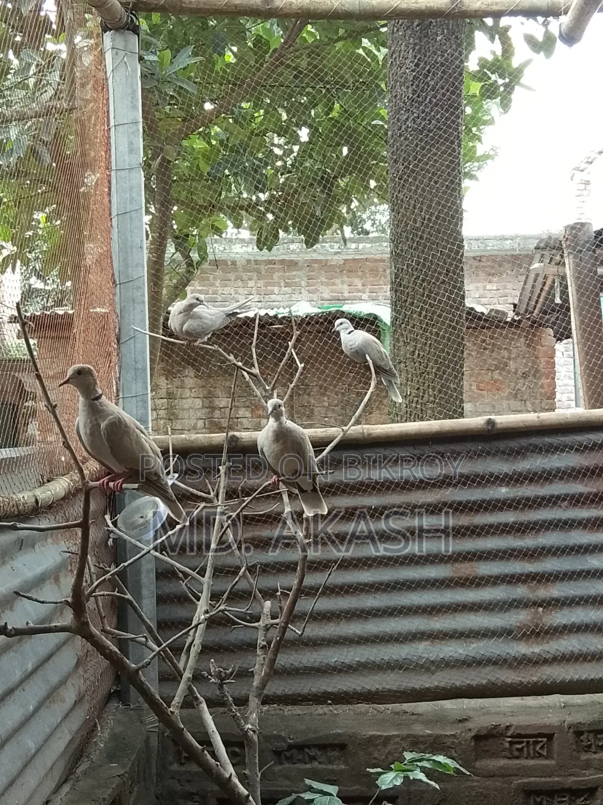 Australian Dove