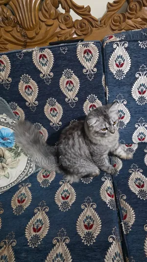 3-6 Months Male Mixed Breed Persian